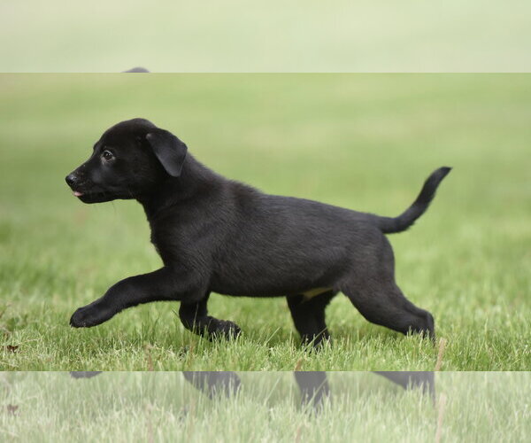 Medium Photo #2 Borador Puppy For Sale in Mechanicsburg, PA, USA