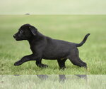 Small #1 Borador