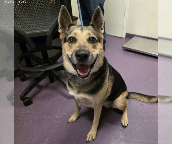 Medium Photo #1 German Shepherd Dog Puppy For Sale in Long Beach, CA, USA
