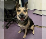 *JACKIE BOO - Female German Shepherd Dog Dog for Adoption - Small photo