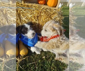 Border Collie-Maltese Mix Puppy for sale in FREDERICKSBURG, OH, USA
