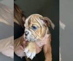 Small Photo #10 Bulldog Puppy For Sale in PORTERVILLE, CA, USA