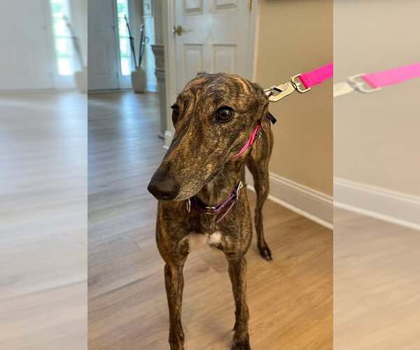 Medium Photo #2 Greyhound Puppy For Sale in Cherry Hill, NJ, USA