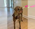 Small #1 Greyhound
