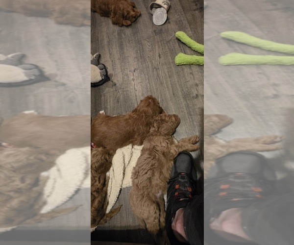 Medium Photo #4 Labradoodle mix (+ Poodle Standard) Puppy For Sale in WASILLA, AK, USA