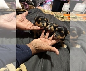 Yorkshire Terrier Puppy for Sale in HOUSTON, Texas USA