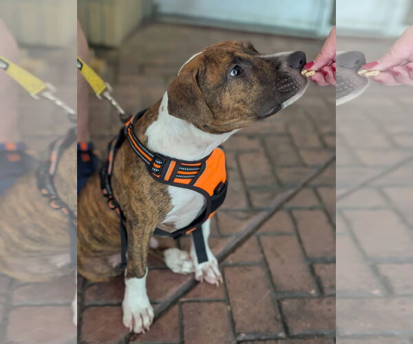 Medium Photo #20 Retriever -Unknown Mix Puppy For Sale in Holly Springs, NC, USA