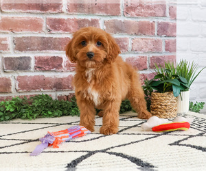 Cavapoo (Miniature) Puppy for Sale in SYRACUSE, Indiana USA