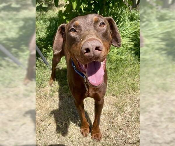 Medium Photo #1 Doberman Pinscher Puppy For Sale in Bakersfield, CA, USA