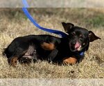 Small Photo #2 Dorgi Puppy For Sale in Yardley, PA, USA