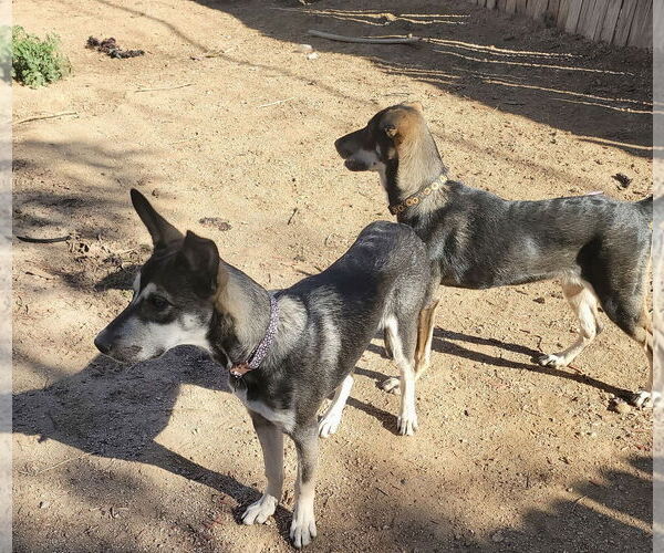 Medium Photo #8 Siberian Husky-Unknown Mix Puppy For Sale in Cedar Crest, NM, USA