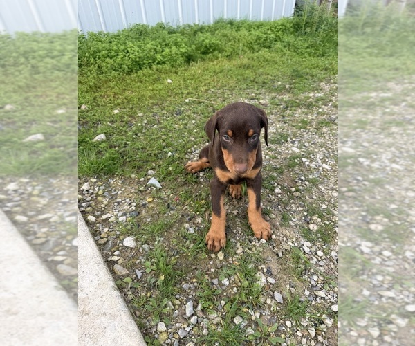 Medium Photo #5 Doberman Pinscher Puppy For Sale in MONTPELIER, OH, USA