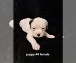 Small Photo #8 American Bulldog Puppy For Sale in INDEPENDENCE, MO, USA