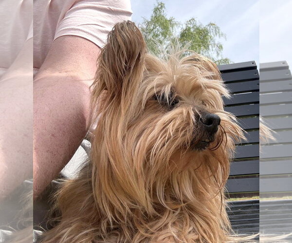 Medium Photo #2 Mutt Puppy For Sale in Boonton, NJ, USA