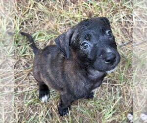 Medium Black Mouth Cur-Labrador Retriever Mix