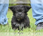 Small #5 Shih Aussie