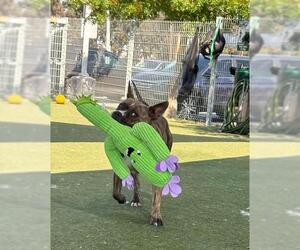 American French Bull Terrier Dogs for adoption in Incline Village, NV, USA