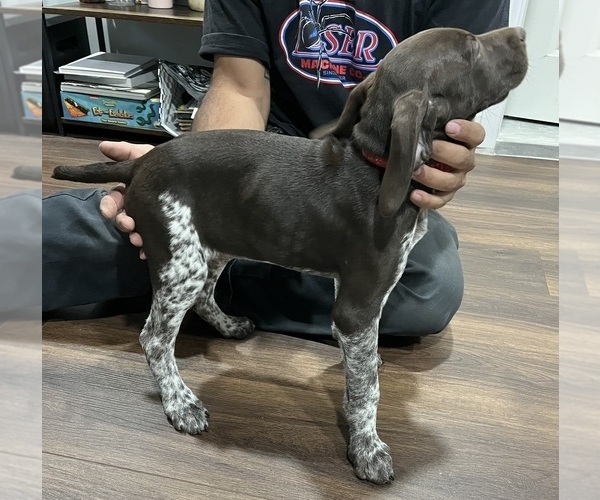 Medium Photo #4 German Shorthaired Pointer Puppy For Sale in RIVERSIDE, CA, USA