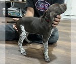 Small Photo #4 German Shorthaired Pointer Puppy For Sale in RIVERSIDE, CA, USA