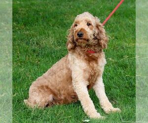 Mother of the Goldendoodle (Miniature) puppies born on 03/08/2026