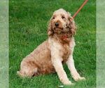 Small Photo #1 Goldendoodle (Miniature) Puppy For Sale in RONKS, PA, USA