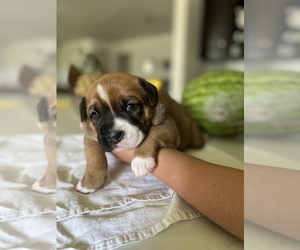 Boxer Puppy for Sale in VICI, Oklahoma USA