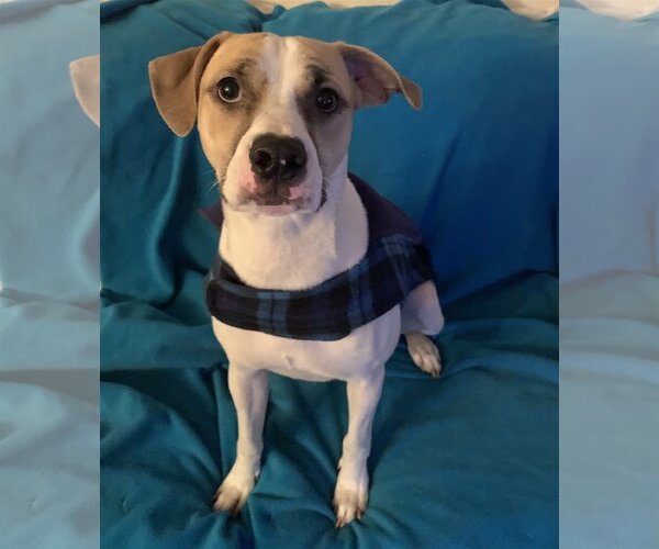 Medium Photo #50 Mutt Puppy For Sale in Spring, TX, USA