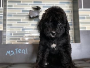 Bernedoodle Puppy for sale in WILLIAMSTOWN, KY, USA