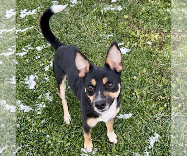 Medium Photo #2 Jack-Rat Terrier Puppy For Sale in Batavia, OH, USA