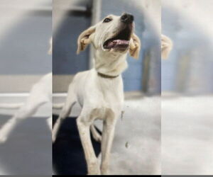 Monty (in foster) - Male Mutt Dog for Adoption - Photo #4