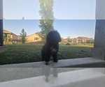 Small #1 Poovanese