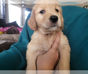 Golden Retriever Puppy for sale in CHEYENNE, WY, USA