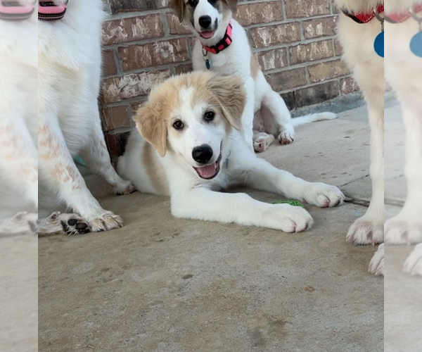 Medium Photo #2 Great Pyrenees-Unknown Mix Puppy For Sale in Dallas, TX, USA