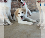 Small #1 Great Pyrenees Mix