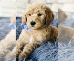 Small Photo #6 Goldendoodle-Poodle (Standard) Mix Puppy For Sale in HUNTINGTON, AR, USA