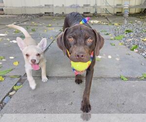 Labrador Retriever-Unknown Mix Dogs for adoption in Clovis, CA, USA