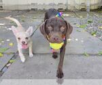 Small Labrador Retriever Mix