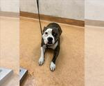 Small Bullypit