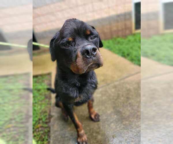 Medium Photo #22 Rottweiler-Unknown Mix Puppy For Sale in New York, NY, USA