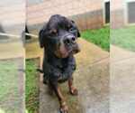 Small #21 Rottweiler Mix