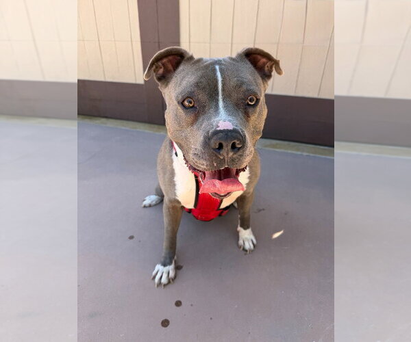 Medium Photo #14 American Staffordshire Terrier-Unknown Mix Puppy For Sale in Lake Forest, CA, USA