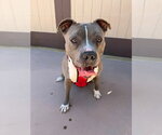 Small #13 American Staffordshire Terrier Mix