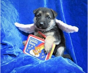 German Shepherd Dog Puppy for sale in HARTVILLE, MO, USA