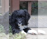 Small Photo #6 Bernedoodle Puppy For Sale in CHRISTIANA, PA, USA