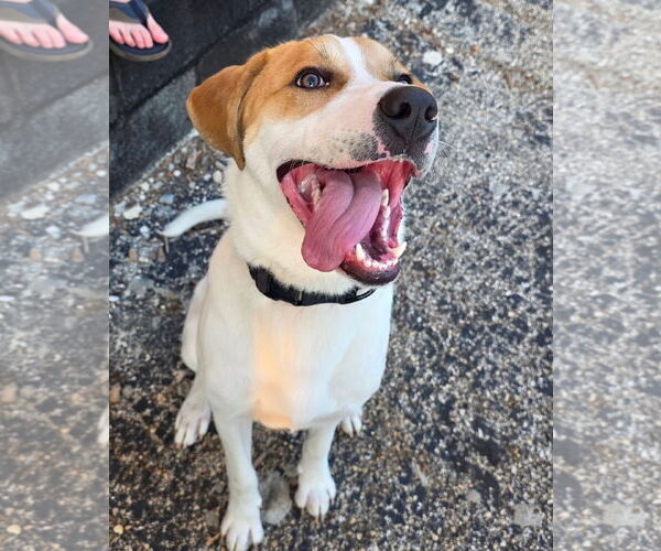 Medium Photo #1 Labrador Retriever-Unknown Mix Puppy For Sale in Houston, TX, USA
