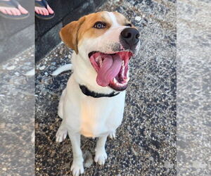 Labrador Retriever-Unknown Mix Dogs for adoption in Houston, TX, USA