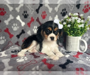 Cavalier King Charles Spaniel Puppy for sale in LAKELAND, FL, USA