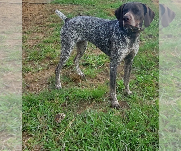 Medium Photo #14 German Shorthaired Pointer Puppy For Sale in BLUE SPRINGS, MS, USA