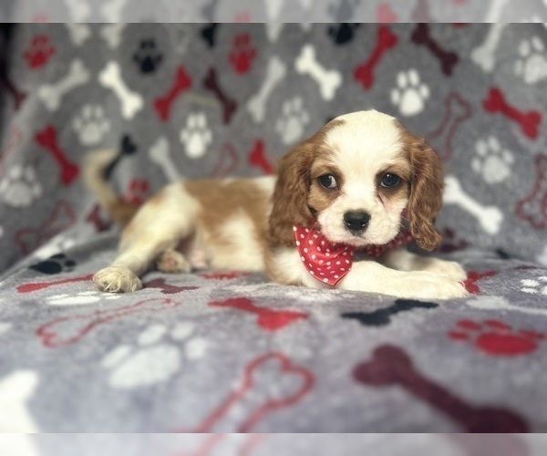 Medium Photo #5 Cavalier King Charles Spaniel Puppy For Sale in LAKELAND, FL, USA