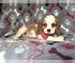 Small #4 Cavalier King Charles Spaniel